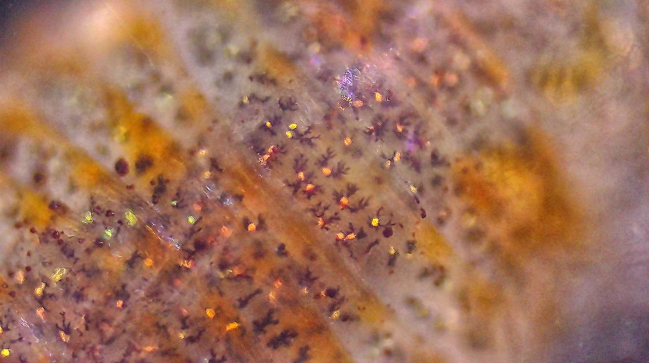 La pallina corazzata del mare: il crostaceo isopode Lekanesphaera